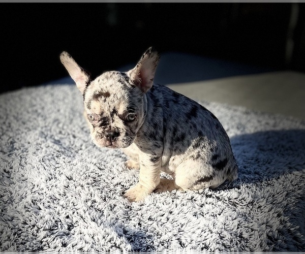 Medium Photo #3 French Bulldog Puppy For Sale in VICTORVILLE, CA, USA