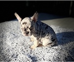 Small Photo #3 French Bulldog Puppy For Sale in VICTORVILLE, CA, USA