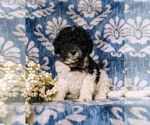 Poodle (Miniature) Puppy for sale in OXFORD, PA, USA