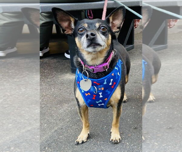 Medium Photo #2 American Rat Pinscher Puppy For Sale in Princeton, MN, USA
