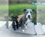 Small #3 Mastiff Mix