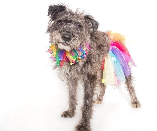 Medium Photo #3 Mutt Puppy For Sale in Phoenix, AZ, USA