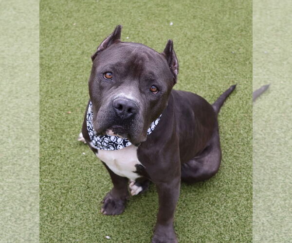 Medium Photo #1 American Staffordshire Terrier-Unknown Mix Puppy For Sale in Rockaway, NJ, USA