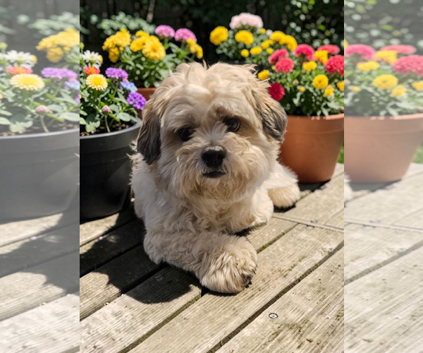 Medium Photo #8 Mal-Shi Puppy For Sale in McKinney, TX, USA