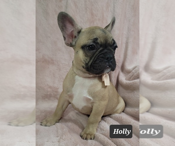 Medium Photo #5 French Bulldog Puppy For Sale in MINERAL WELLS, WV, USA