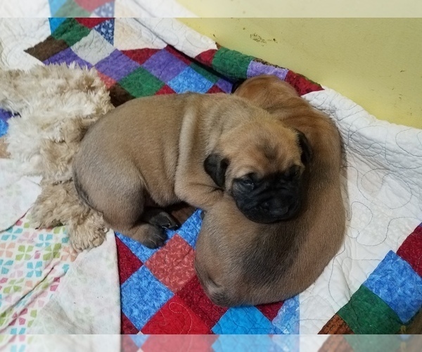 Medium Photo #2 Bullmastiff Puppy For Sale in REDGRANITE, WI, USA