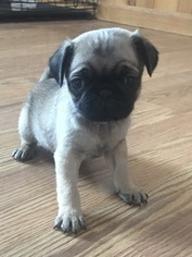 Pug Puppy for sale in QUINCY, KY, USA