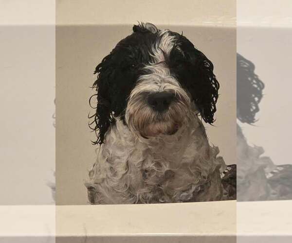 Medium Photo #1 Portuguese Water Dog Puppy For Sale in WYLIE, TX, USA