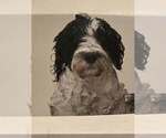 Small Photo #1 Portuguese Water Dog Puppy For Sale in WYLIE, TX, USA