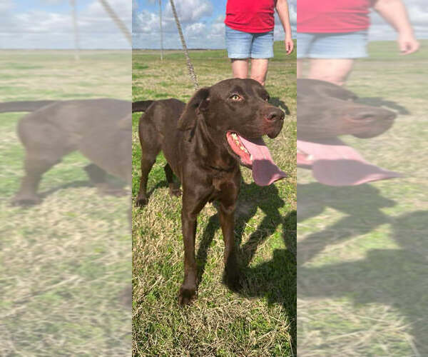 Medium Photo #3 Labrador Retriever-Unknown Mix Puppy For Sale in Abbeville, LA, USA
