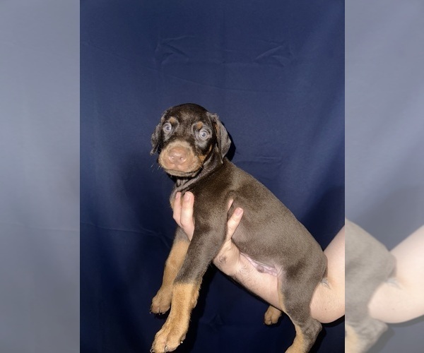 Medium Photo #3 Doberman Pinscher Puppy For Sale in DALLAS, TX, USA