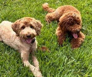 Double Doodle Puppy for sale in VALRICO, FL, USA