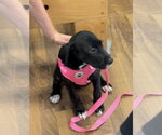 Small #1 Labrador Retriever Mix