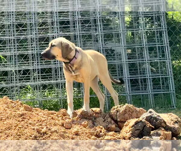 Medium Photo #26 Anatolian Shepherd-Rhodesian Ridgeback Mix Puppy For Sale in Higley, AZ, USA
