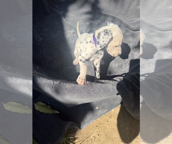 Medium Photo #7 Dalmatian Puppy For Sale in COLTON, CA, USA