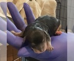 Small #3 German Hunting Terrier-Lowchen Mix