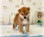 Small Photo #4 Shiba Inu Puppy For Sale in IRVINE, CA, USA