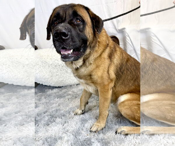 Medium Photo #5 Mastiff Puppy For Sale in Goodyear, AZ, USA