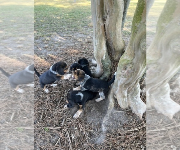 Medium Photo #3 Bluetick Beagle Puppy For Sale in TARBORO, NC, USA
