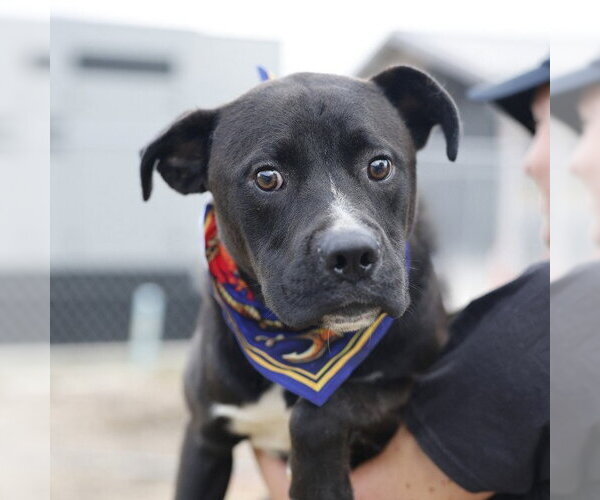 Medium Photo #1 American Staffordshire Terrier-Unknown Mix Puppy For Sale in San Antonio, TX, USA