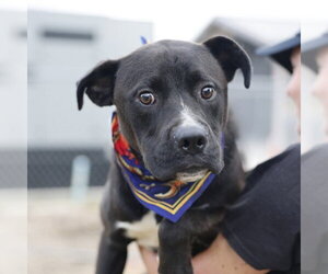 American Staffordshire Terrier-Unknown Mix Dogs for adoption in San Antonio, TX, USA
