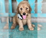 Small Goldendoodle