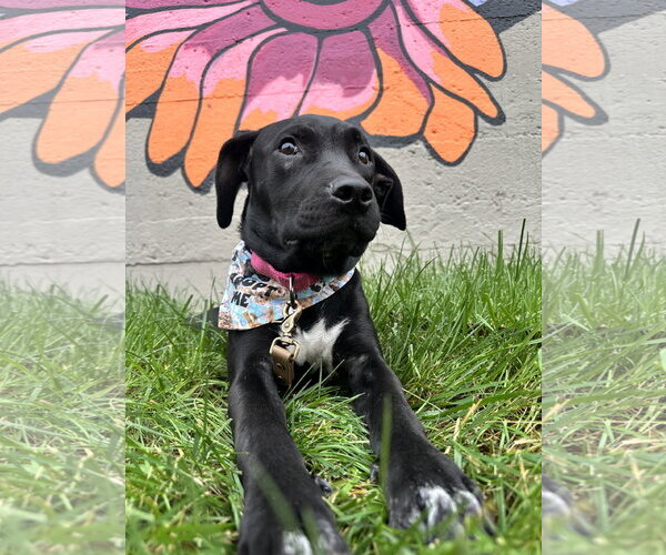 Medium Photo #3 American Pit Bull Terrier-Unknown Mix Puppy For Sale in Germantown, OH, USA