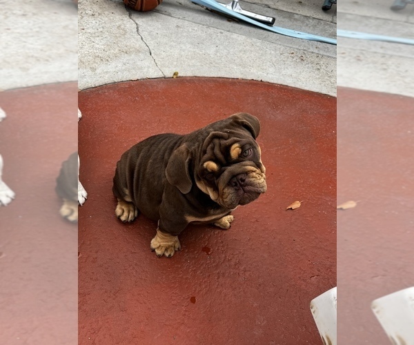 Medium Photo #3 Bulldog Puppy For Sale in GARDEN GROVE, CA, USA