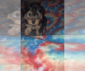 -Poodle (Toy) Mix Puppy for sale in SHELBY, NC, USA