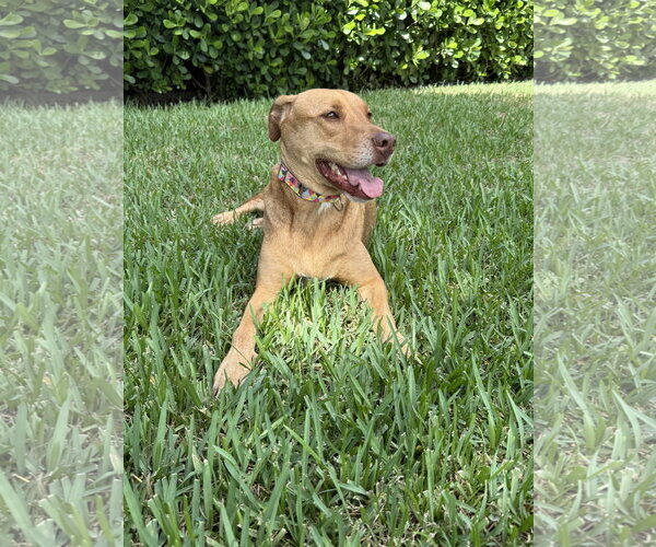 Medium Photo #4 Unknown-Vizsla Mix Puppy For Sale in Lighthouse Point, FL, USA