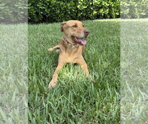 Anna - Female Unknown-Vizsla Mix Dog for Adoption - Photo #4