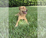 Small Photo #4 Unknown-Vizsla Mix Puppy For Sale in Lighthouse Point, FL, USA