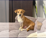Small #3 Toy Rat Doxie