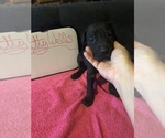 Small Photo #31 Great Dane Puppy For Sale in MINERAL WELLS, TX, USA