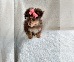 YorkiePoo Puppy for sale in INDIANAPOLIS, IN, USA