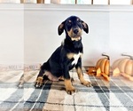 Small #3 Doberman Pinscher