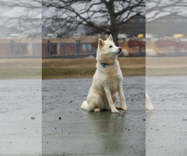 Medium Photo #10 Siberian Husky-Unknown Mix Puppy For Sale in Rustburg, VA, USA