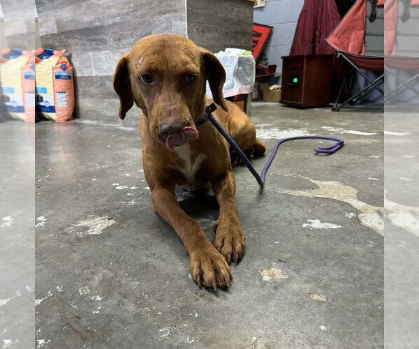 Medium Photo #2 Labrador Retriever-Unknown Mix Puppy For Sale in Elmsford, NY, USA