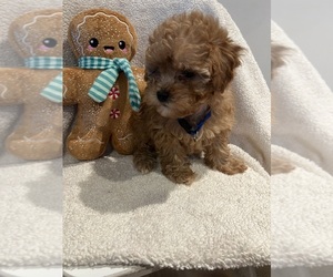 Medium Poodle (Toy)-ShihPoo Mix