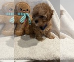 Puppy Yamper Poodle (Toy)-ShihPoo Mix