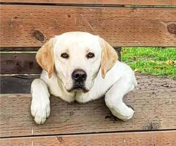 Medium Photo #1 Labrador Retriever Puppy For Sale in OLYMPIA, WA, USA
