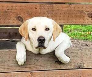 Father of the Labrador Retriever puppies born on 05/26/2026