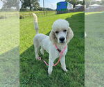 Small #7 Labradoodle