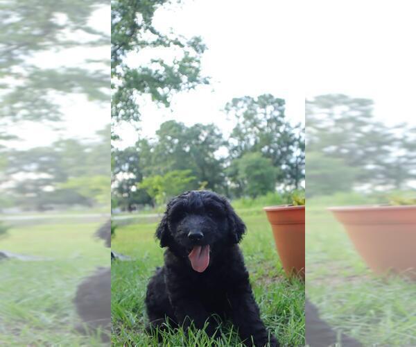 Medium Photo #5 Aussiedoodle Puppy For Sale in CONWAY, SC, USA