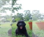Small Photo #21 Aussiedoodle Puppy For Sale in CONWAY, SC, USA
