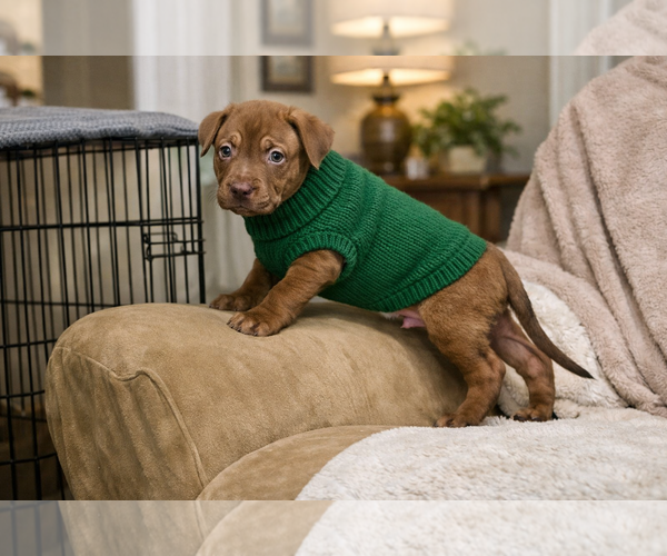 Medium Photo #8 Mutt Puppy For Sale in Euless, TX, USA