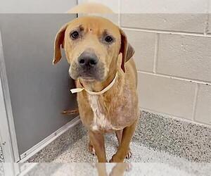 Rhodesian Ridgeback Dogs for adoption in Houston, TX, USA