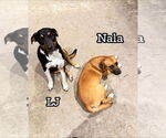 Small #2 Australian Shepherd-Black Mouth Cur Mix