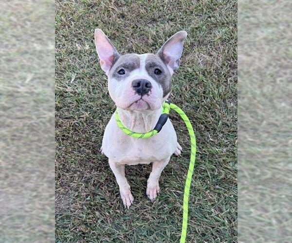 Medium Photo #1 Mutt Puppy For Sale in Forestville, MD, USA