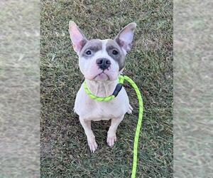 Mutt Dogs for adoption in Forestville, MD, USA